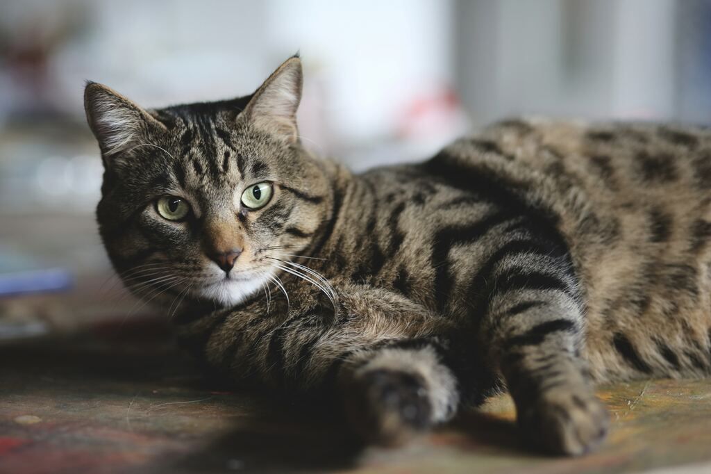 Katter kan drabbas av astma