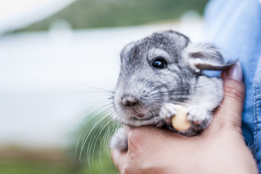 Chinchilla som fått sina tänder undersökta.