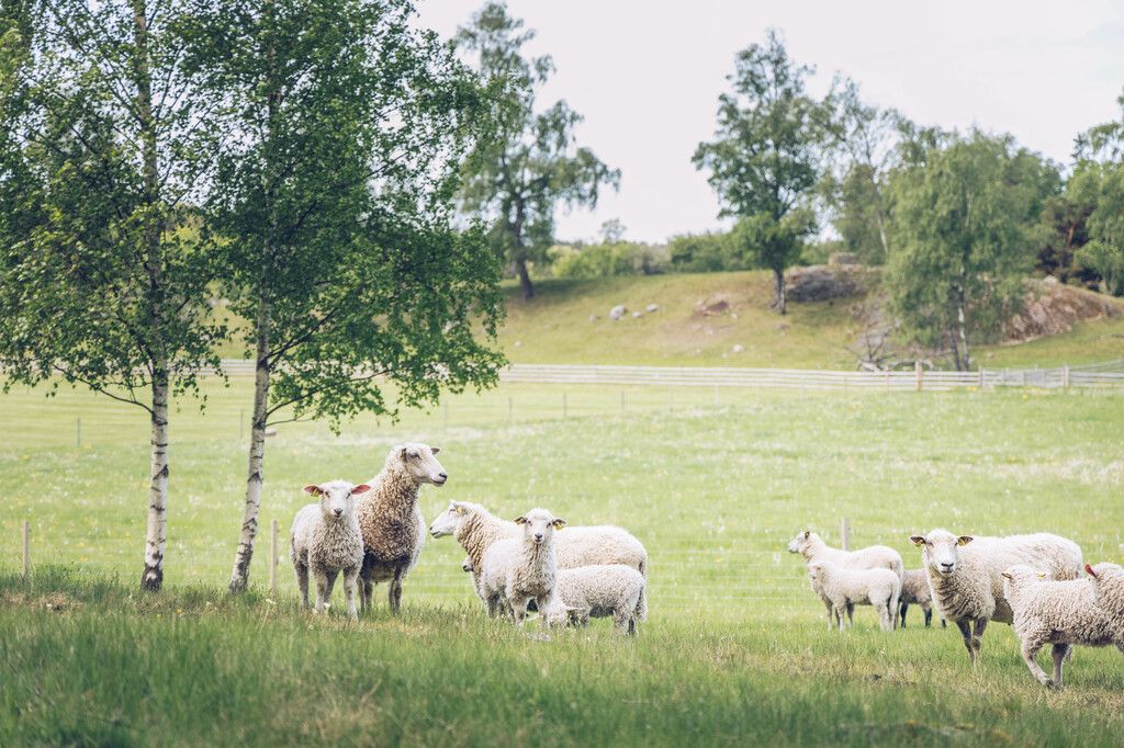 Får i hage.