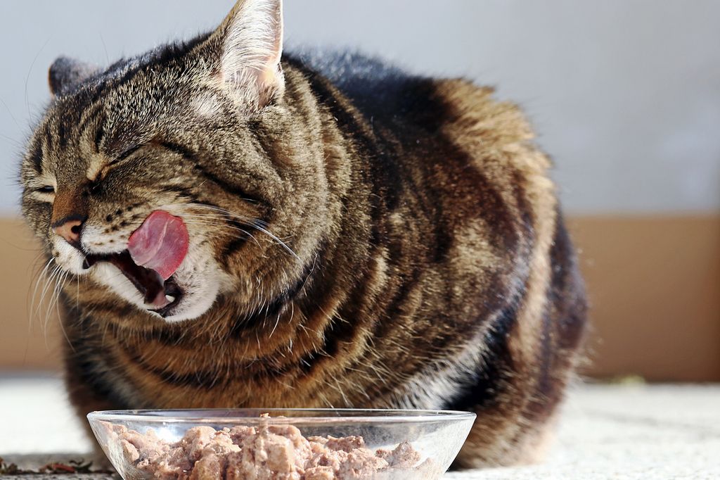  En katt äter mat och slickar sig om munnen