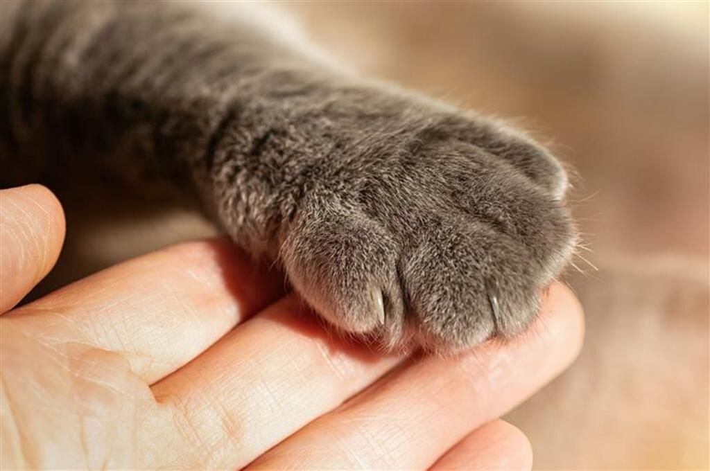 Matte kollar igenom kattens tass efter skador.
