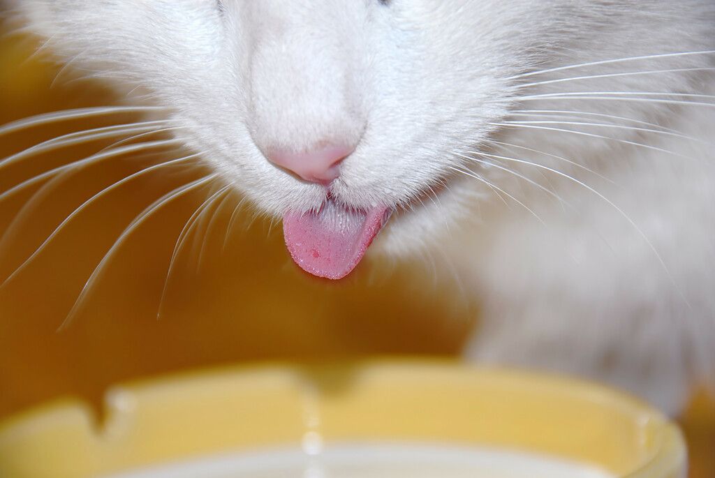 Katt lapar mjölk från en skål.
