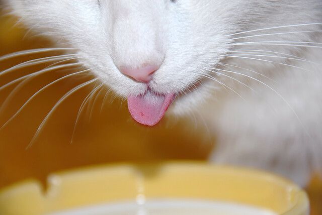 Katt lapar mjölk från en skål.