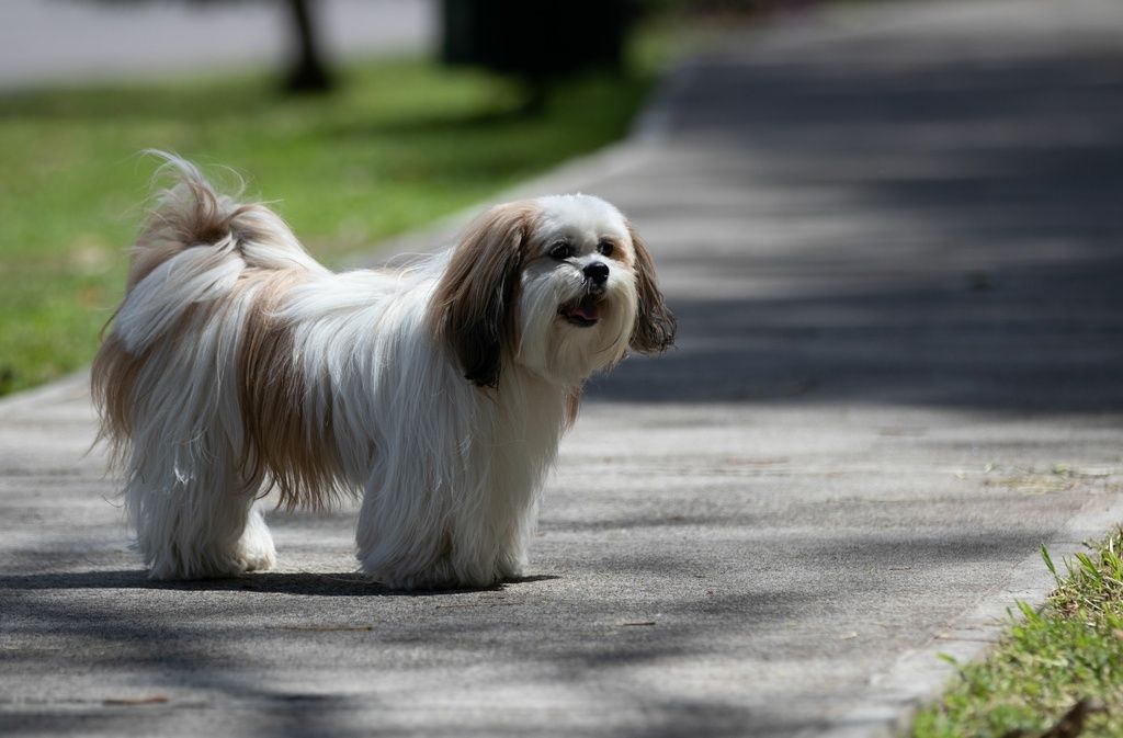 En liten långhårig hund står på en gångväg utomhus