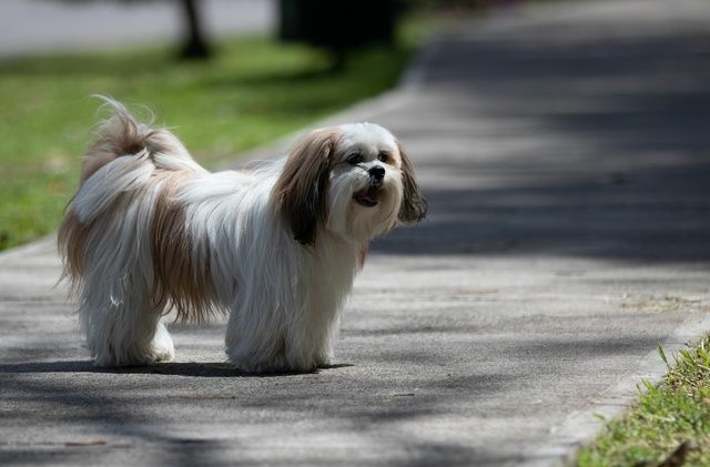 En liten långhårig hund står på en gångväg utomhus