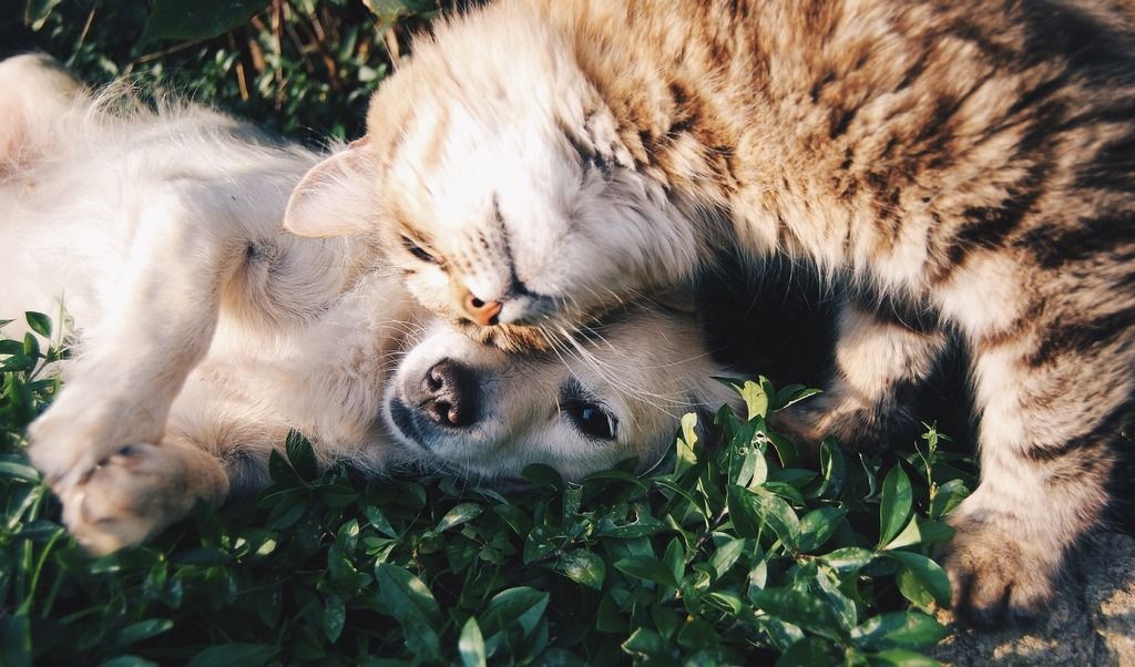 Hund och katt som gosar i gräset.