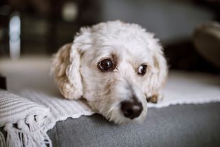 Skotträdd hund på nyårsafton.