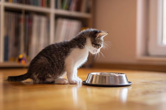 Skonkost kan du ge till din katt om den plötsligt kräks eller får diarré.
