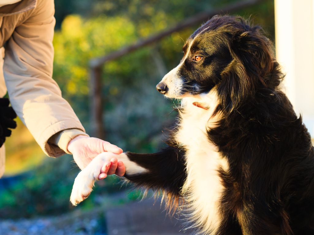 Stukning hos hund