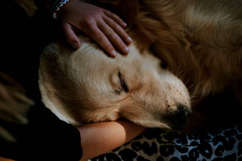 Hund som sover i sängen