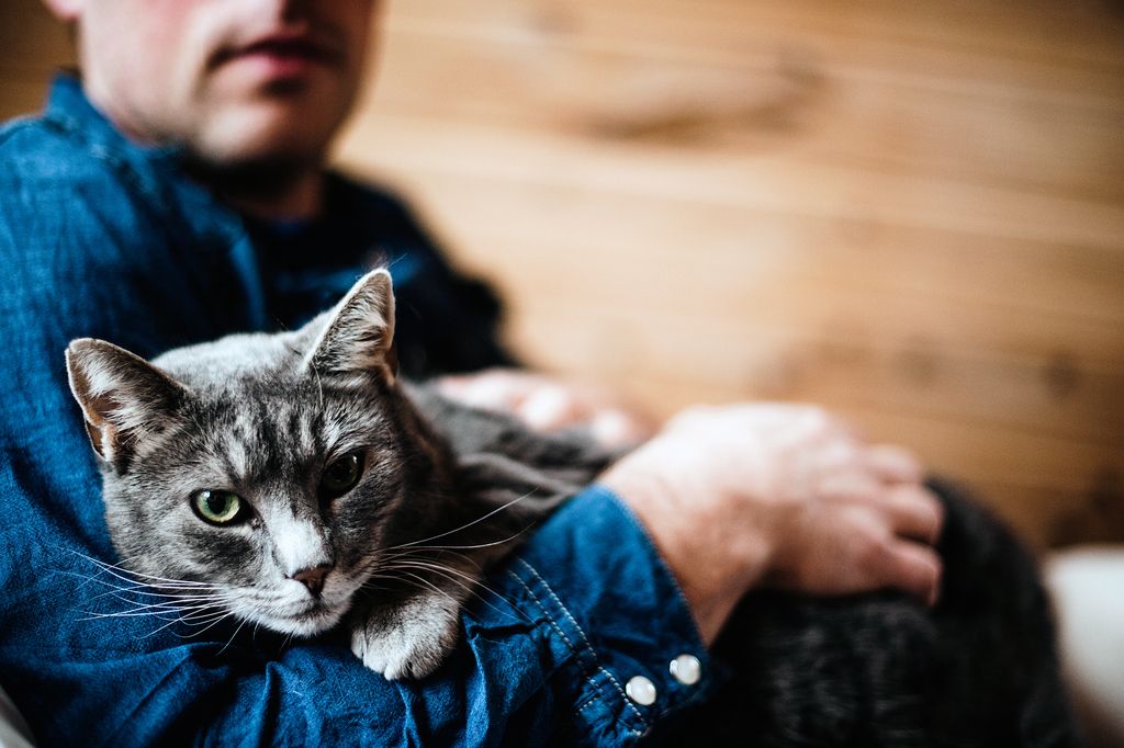 Katt ligger i husses knä.