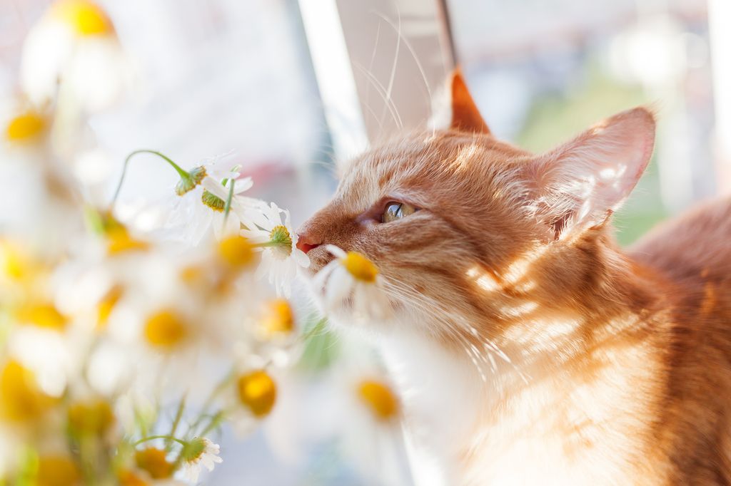 Kattunge luktar på blommor.