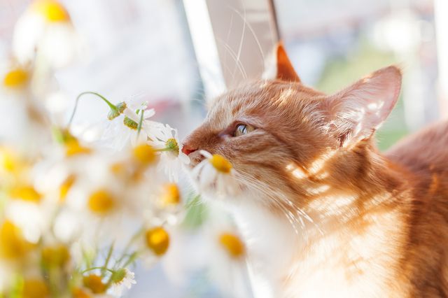 Kattunge luktar på blommor.