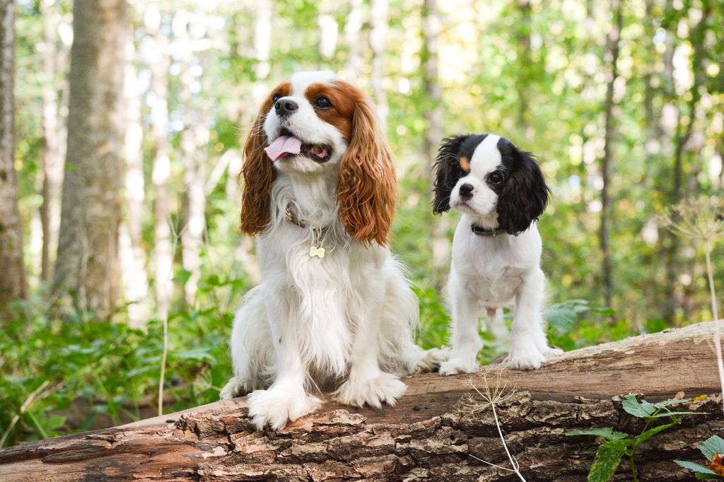 Två Cavalier King Charles Spaniel på en nedfallen trädstam.