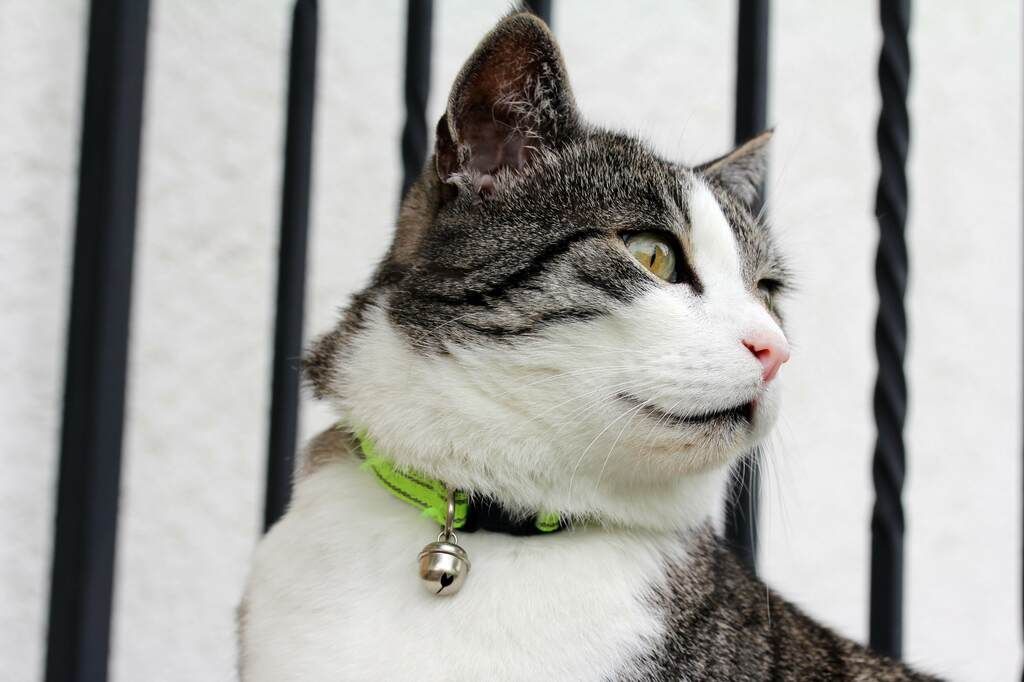 Reflexer kan rädda kattliv