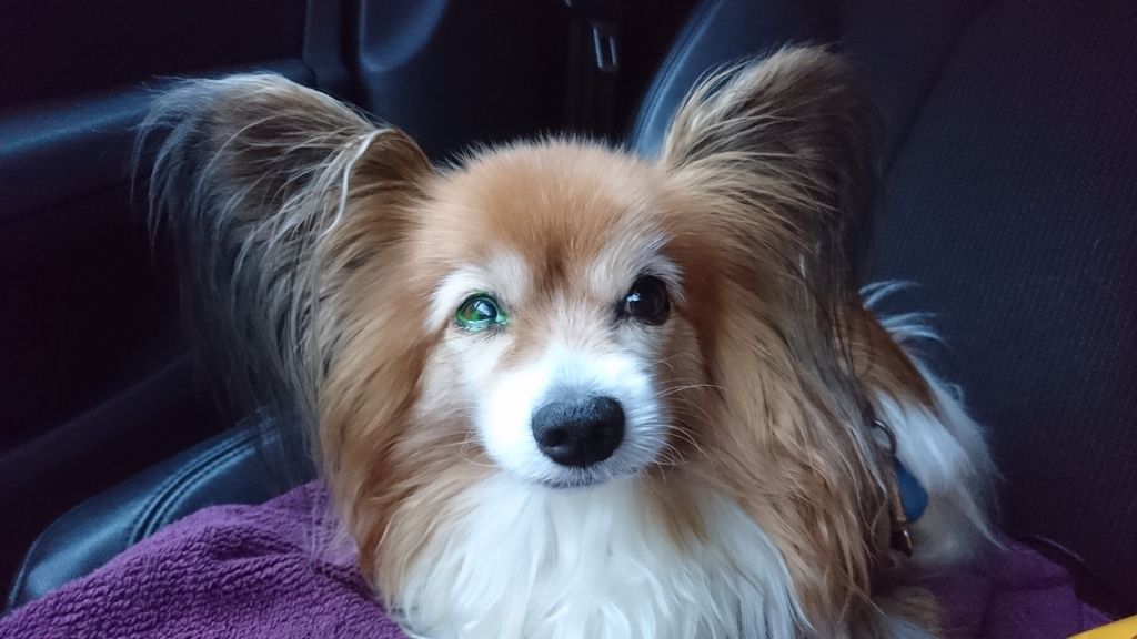  En liten hund med stora öron sitter på ett säte i en bil