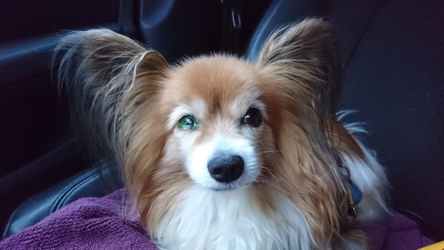  En liten hund med stora öron sitter på ett säte i en bil