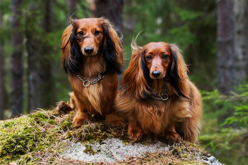 Taxar i Sveriges bästa hundkommun