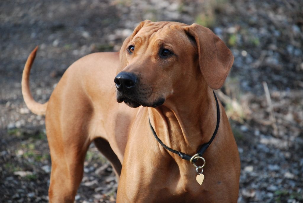 Närbild på hund utomhus.