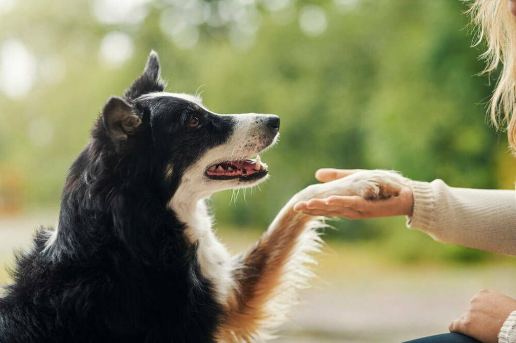 Hunden ger sin tass till ägaren