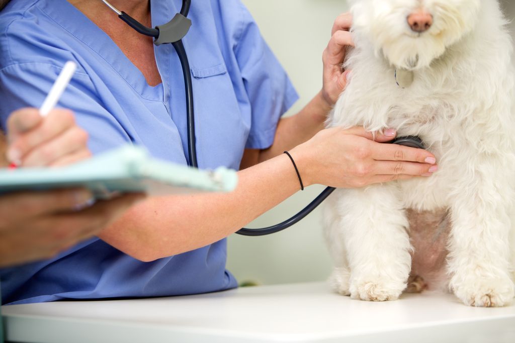 Veterinär undersöker hund på klinik.