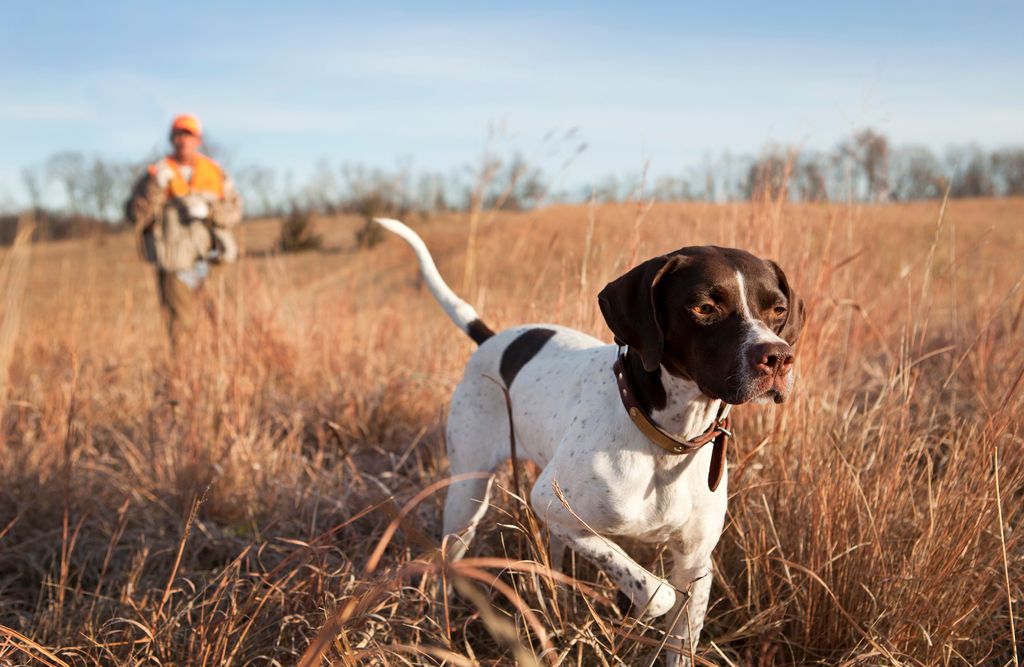 En hund springer genom högt gräs med en person bakom sig.