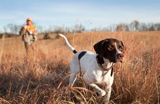 En hund springer genom högt gräs med en person bakom sig.
