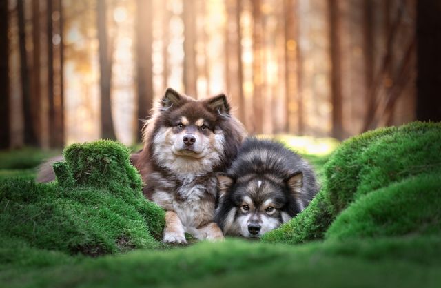 Två finska lapphundar i skogen.