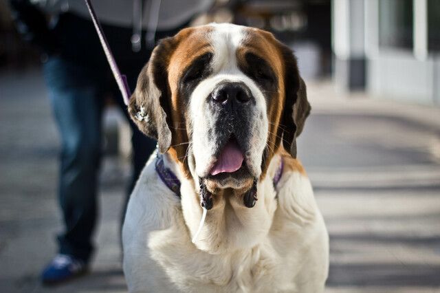 Hund saint bernard och bakom hunds ägare 