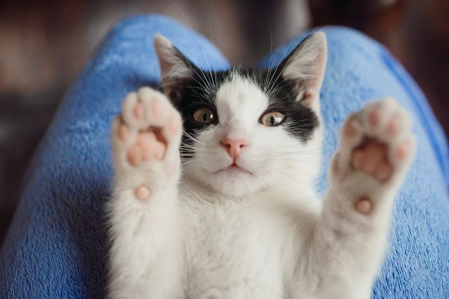 Så använder katten sina klor