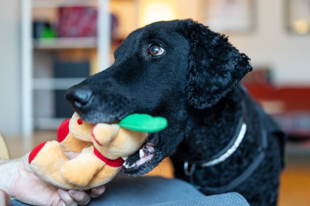 Stina är årets tjänstehund 2025