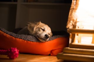 Hunden vilar och är avslappnad och passiv