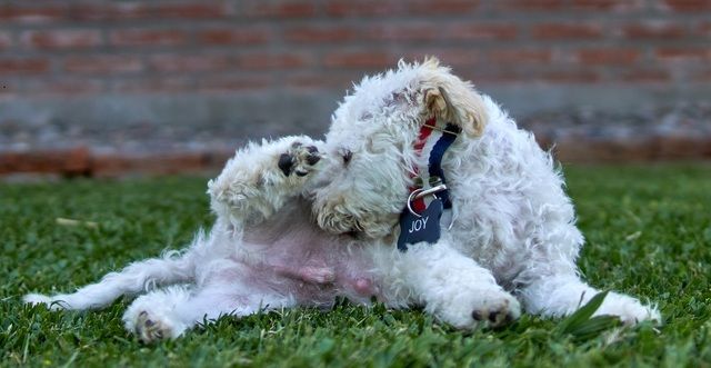  En vit, lockig hund sitter på gräset 