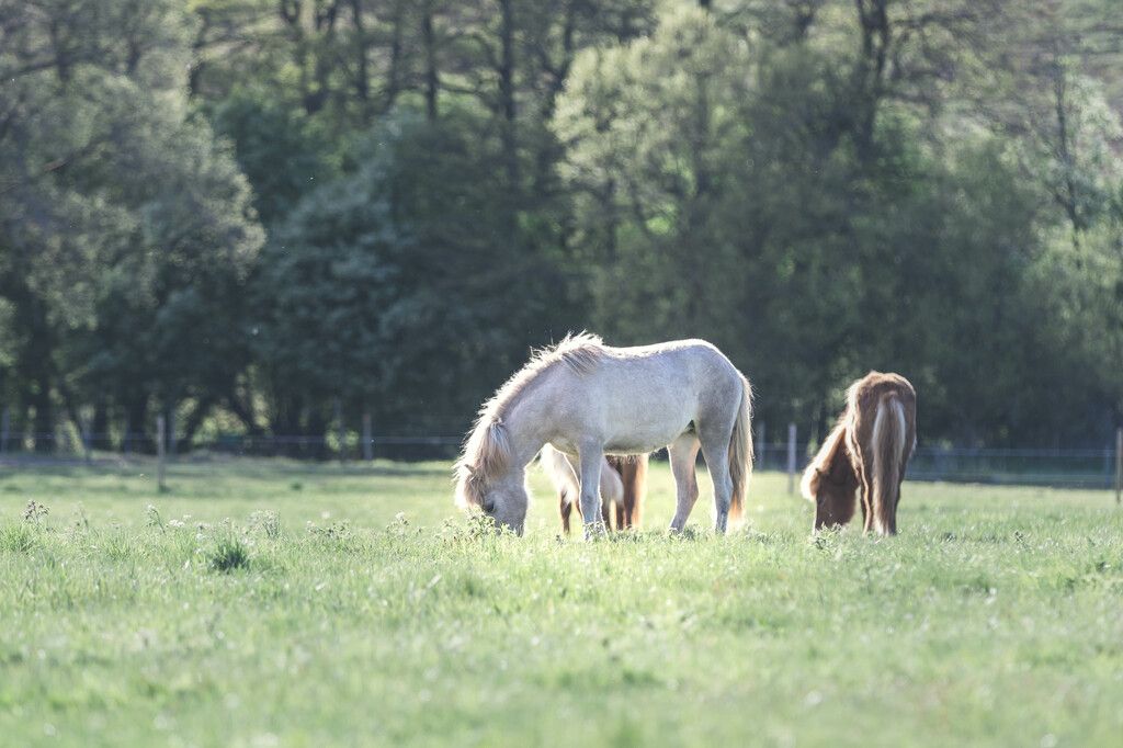 Hästflock på sommarbete.