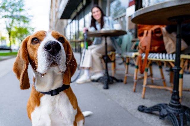 Beagle på café i stan