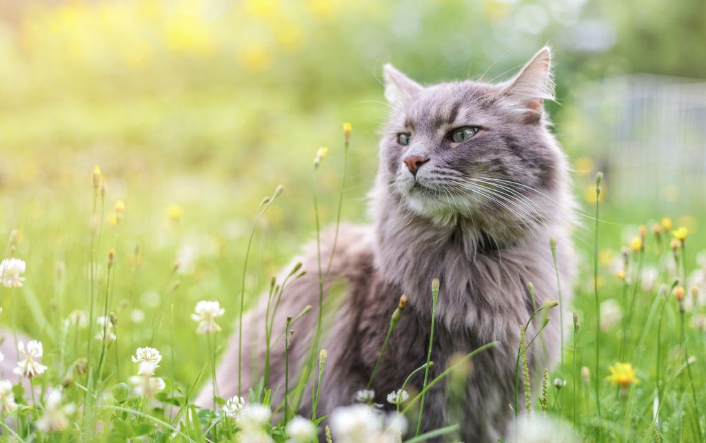 Katt på sommaräng.