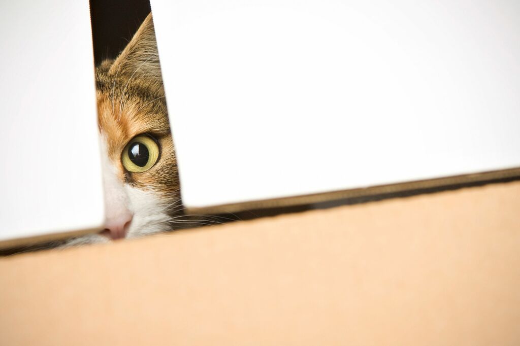 Varför gömmer sig katten?