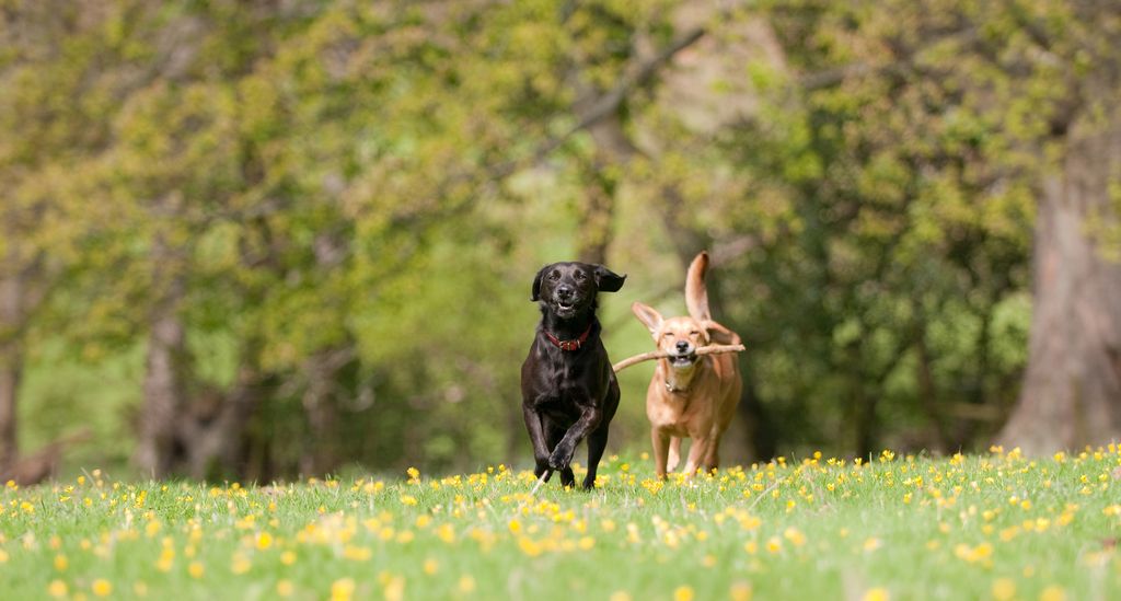 Två hundkompisar springer på en äng.