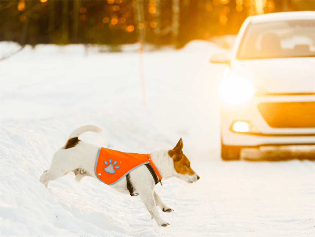 Hund som springer över vägen. 