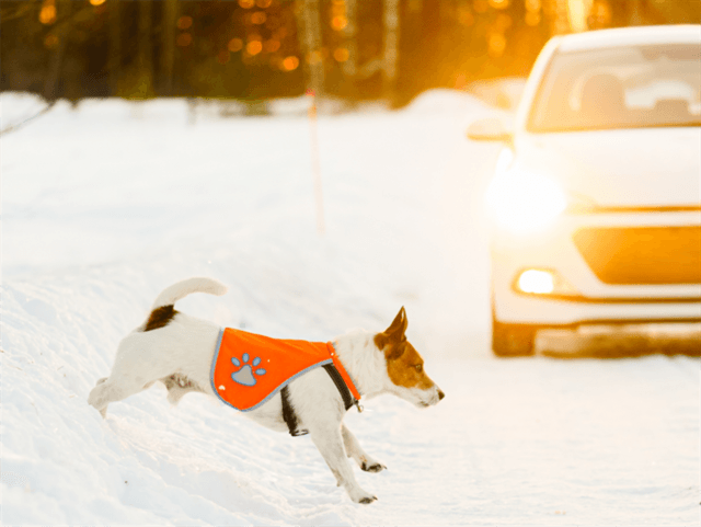 Hund som springer över vägen. 