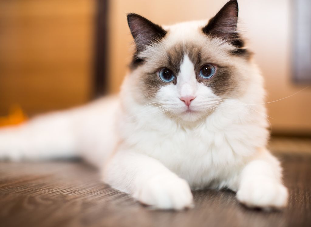 Hälsostatistik ragdoll