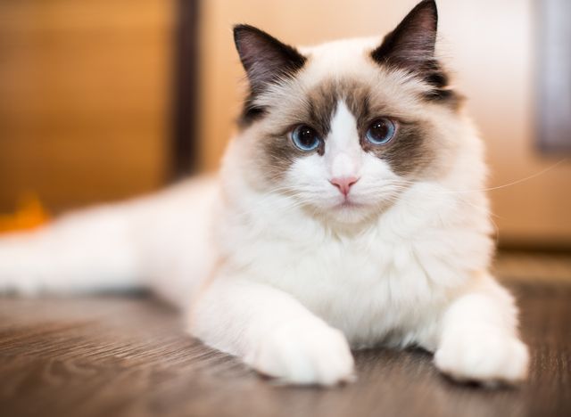 Hälsostatistik ragdoll
