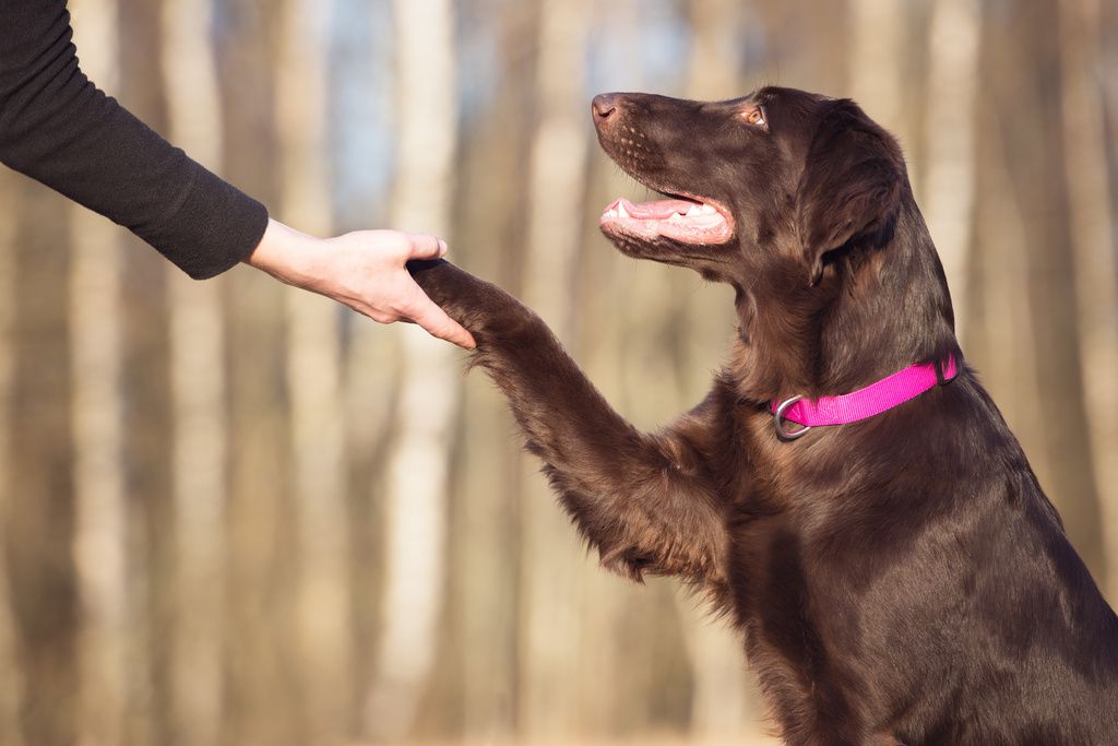 Hund skakar tass med människa. 