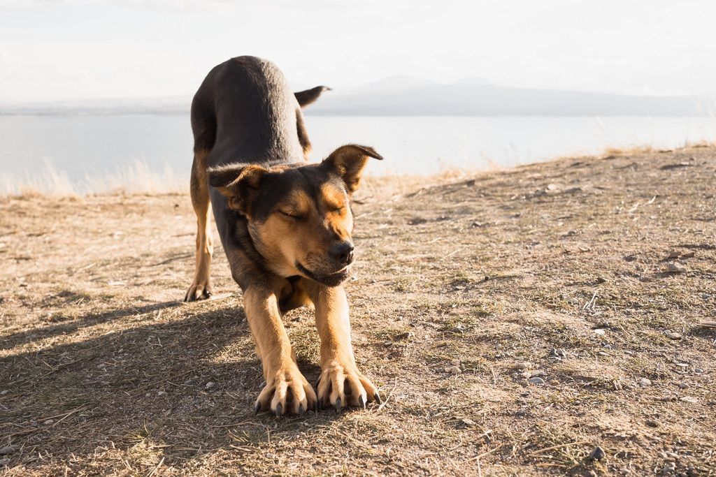 Hund sträcker ut sig på en sandig strand vid vattnet