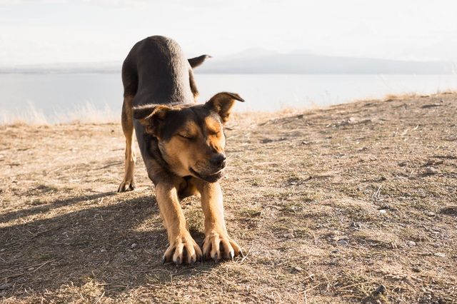 Hund sträcker ut sig på en sandig strand vid vattnet