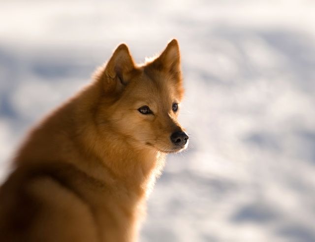 En rödbrun hund sitter ute på snön