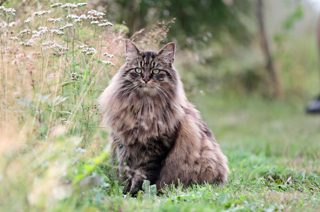 Hälsostatistik norsk skogkatt