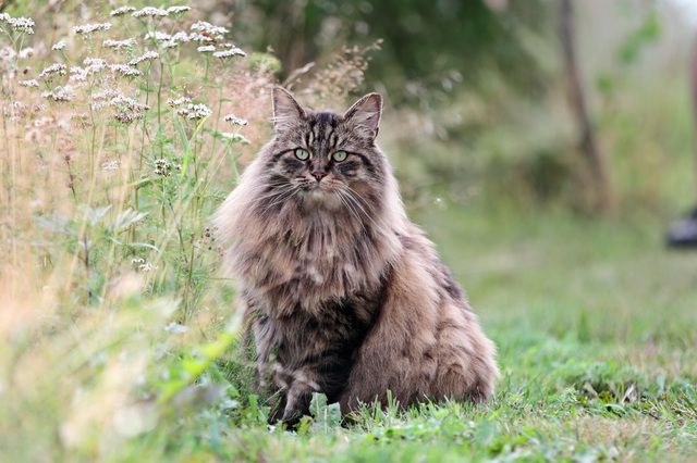 Hälsostatistik norsk skogkatt