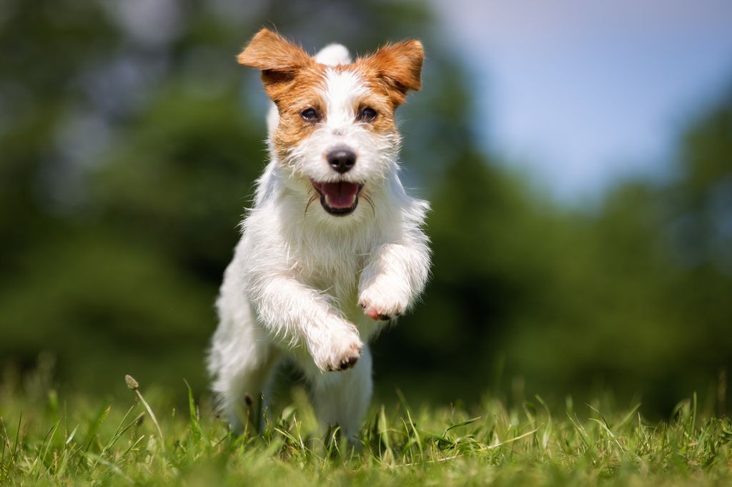 Jack russell terrier.