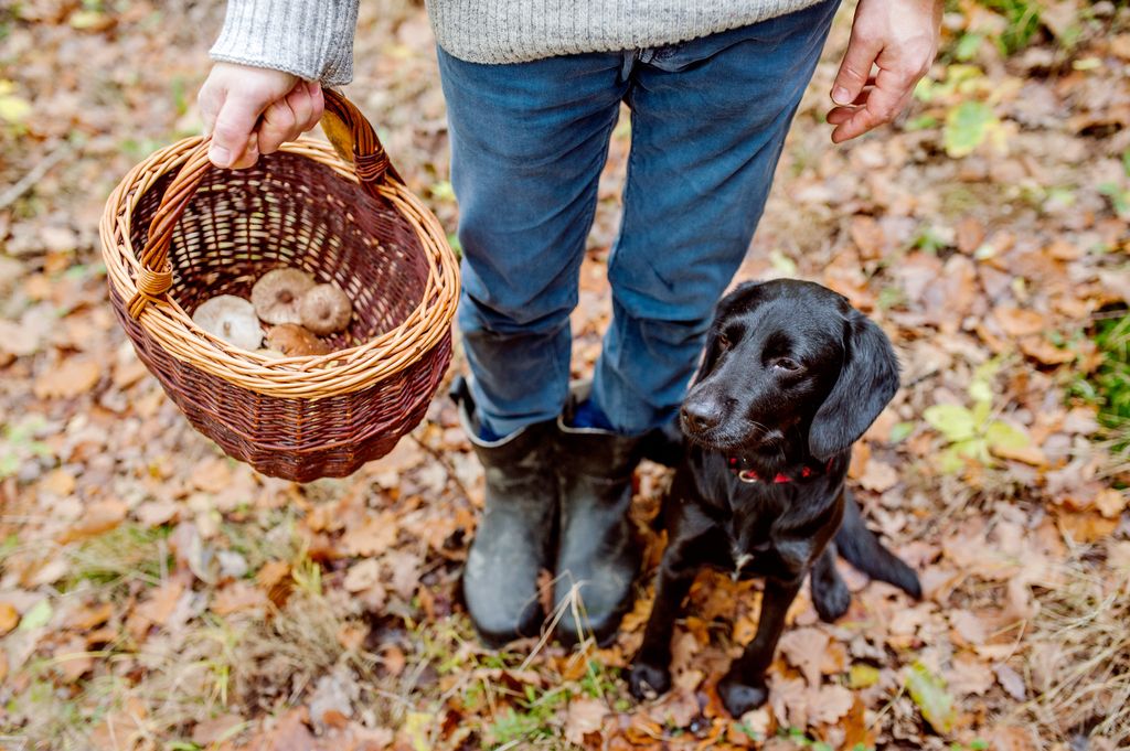 Hund med sin ägare i skogen, ägaren håller i en svampkorg.